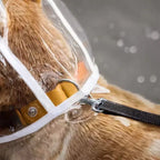 Transparent Waterproof Dog Raincoat – XS–8XL