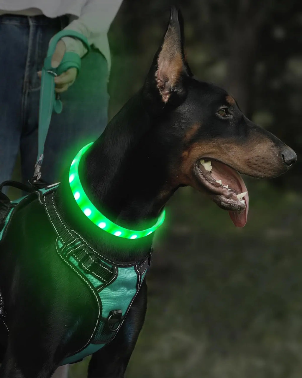 Lightweight USB Rechargeable Collar for Large Medium and Small Dogs, Glowing