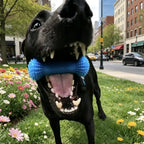 Rubber Dog Chew & Tooth-Cleaning Stick