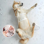 Transparent Waterproof Dog Raincoat – XS–8XL