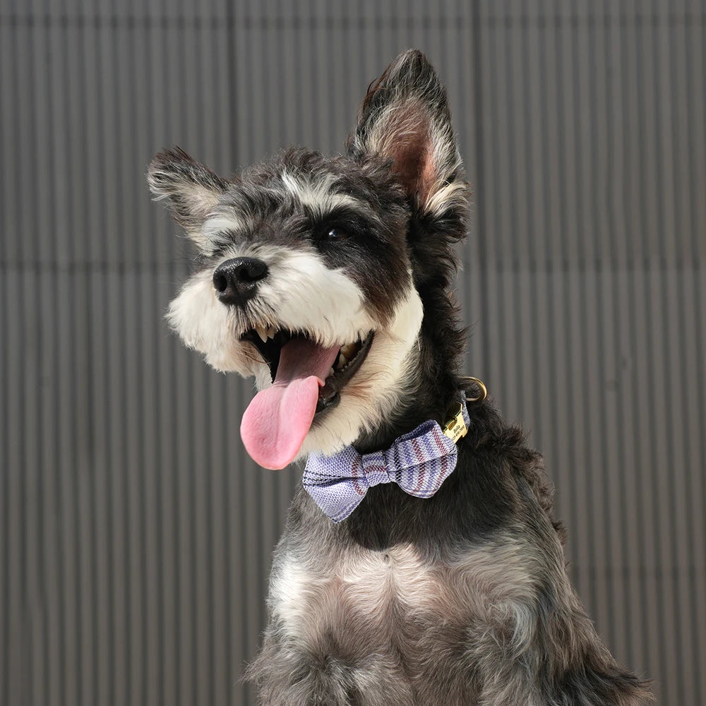 Personalized Dog Collar Cute Bowtie Puppy Cat Free Engraving  Small Medium Dogs Cats Chihuahua Yorkshire
